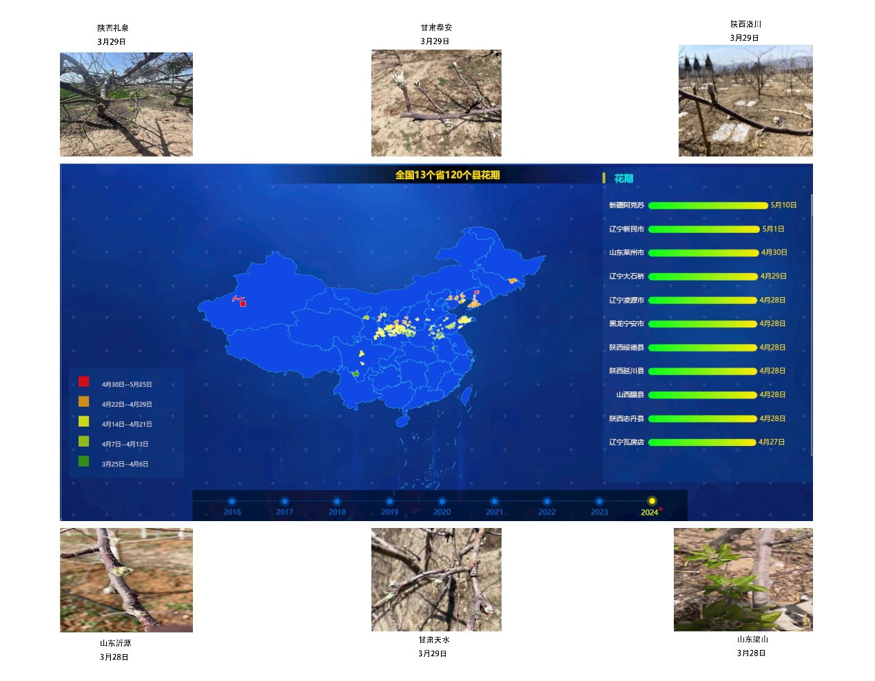 2024年全國蘋果樹預計始花期時間和部分產區(qū)實拍圖 