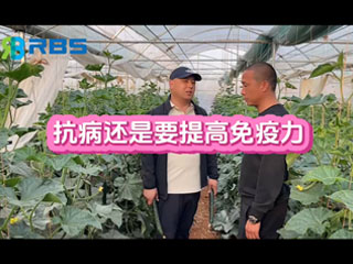 大棚黃瓜抗病還是要提高免疫力，云南元謀縣農(nóng)戶(hù)使用感言