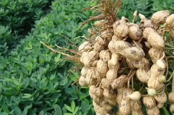 掌握六項栽培要點 保障花生穩(wěn)產高產