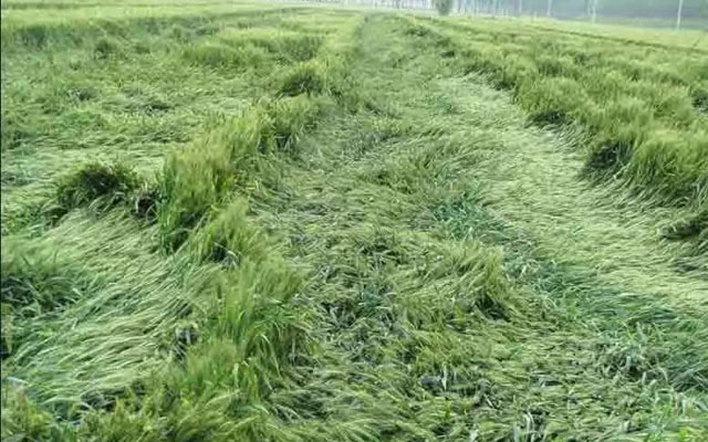 如何預(yù)防小麥后期倒伏？
