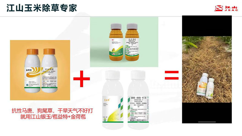 天氣干旱 玉米田超好用的除草劑方案推薦！除草干凈，不傷苗！