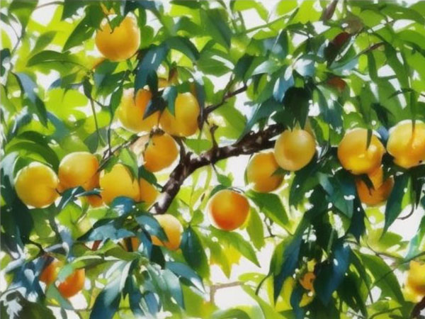 高溫天氣果樹(shù)如何安全度夏？